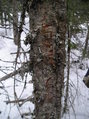 #3: The exact location (tree was dead before carving it)