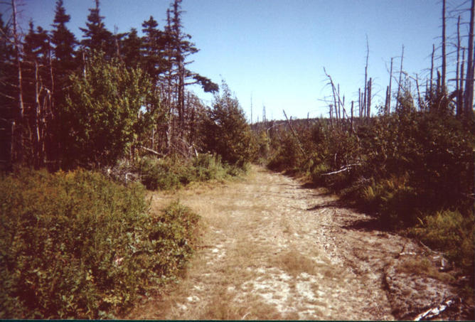 The woods road in