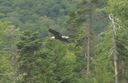 #8: Eagle guarding the point