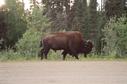 #9: Wood Bison beside highway near Fort Liard