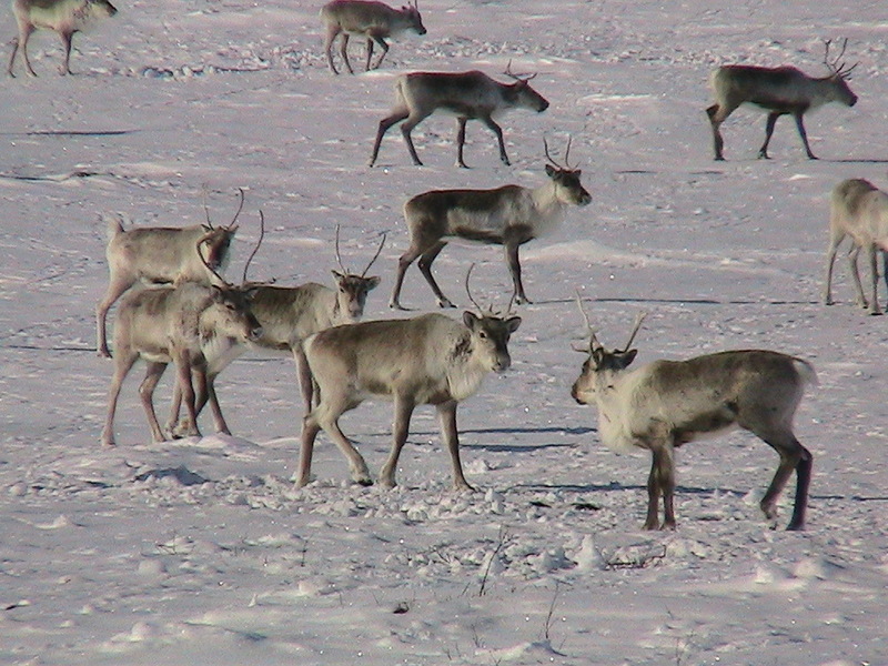 Some of the Caribou that were spotted near the confluence.