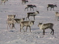 #8: Some of the Caribou that were spotted near the confluence.