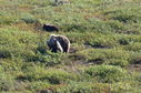 #7: mum grizzly bear with two cubs seen further north