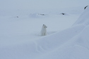 #10: Arctic Fox Posing