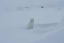 #9: Arctic Fox Chilling