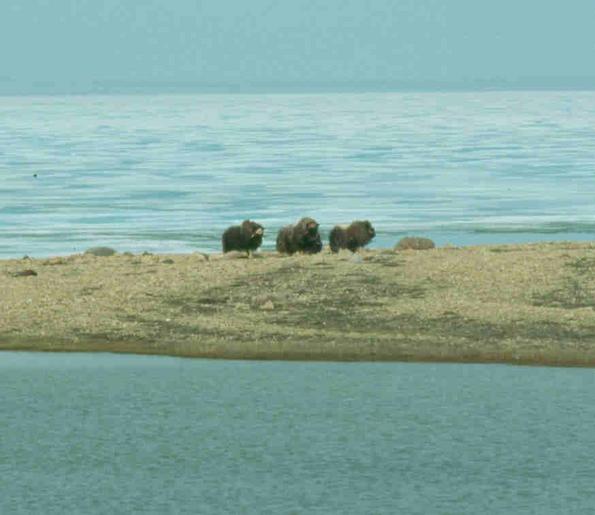 Musk-oxes near confluence