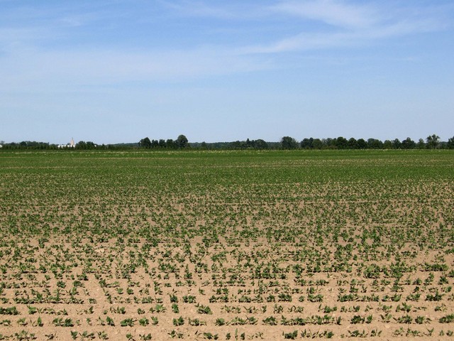 Lots of soy beans in the view to the east.