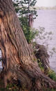 #5: Gnarled Tree on Shore