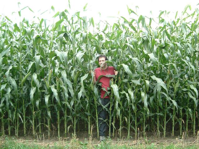 Mark emerges from the 10 foot high (2.5 m) corn.