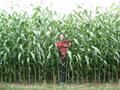 #5: Mark emerges from the 10 foot high (2.5 m) corn.
