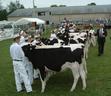 #7: Cows being judged for grooming and good behavior.
