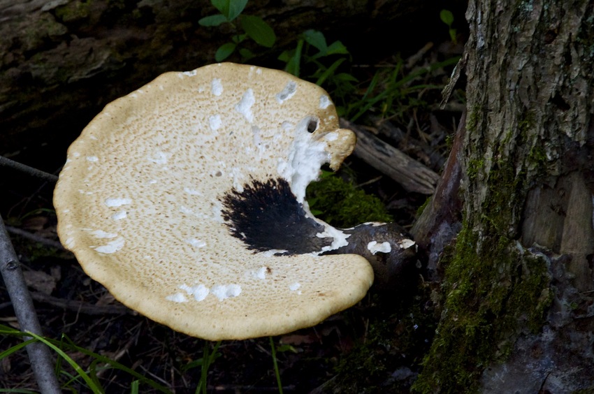 A large tree fungus, seen while hiking to the confluence point