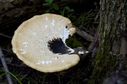 #12: A large tree fungus, seen while hiking to the confluence point