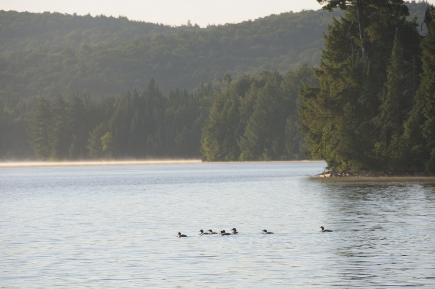 Loons in the early morning