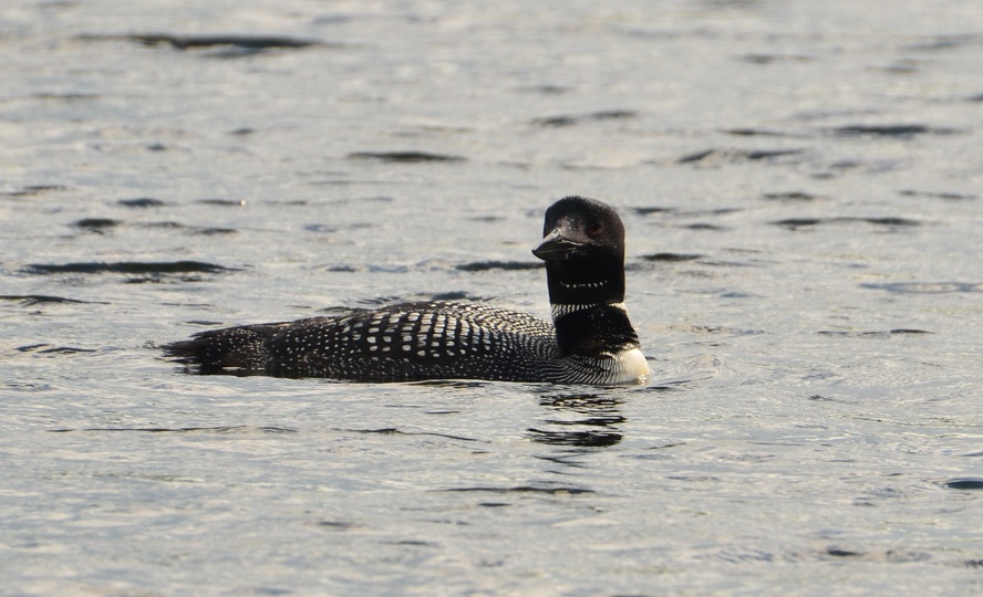 Loon in Algonquin Park