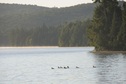 #8: Loons in the early morning