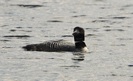 #9: Loon in Algonquin Park