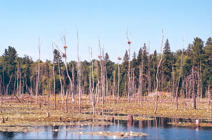 Lake created by beaver dam, with nests in trees.