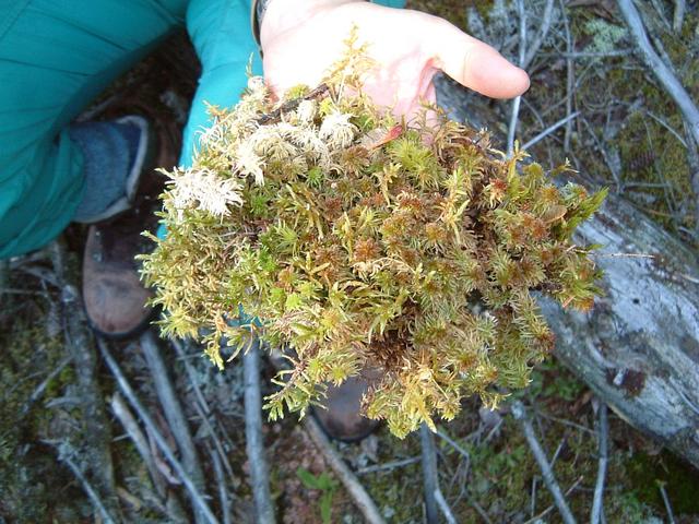 Sphagnum moss at the CP