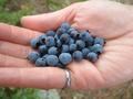 #7: Wild blueberries