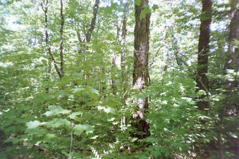 #1: At confluence - deep woods! North view.