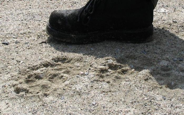 Footprints on a road near CP