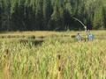 #7: Two "Ogopogo" with Baby; in pond beside highway 614 on way to Manitouwadge