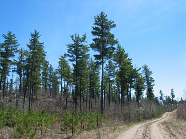 Mature white pines along the Hawkshaw Lake Road.