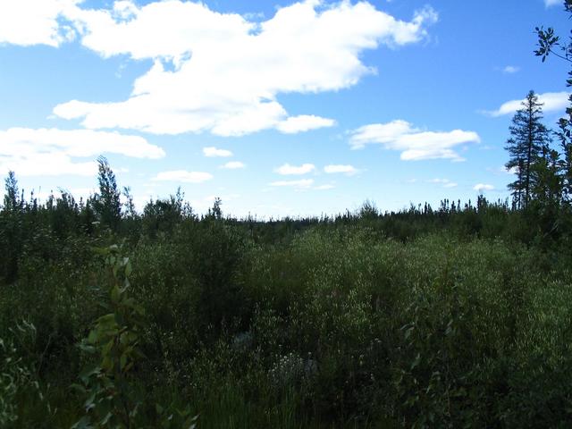 Start of the logging road leading in the direction of the Confluence Point