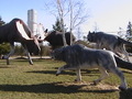 #10: Wolves and moose at the Hearst Tourism Information Centre