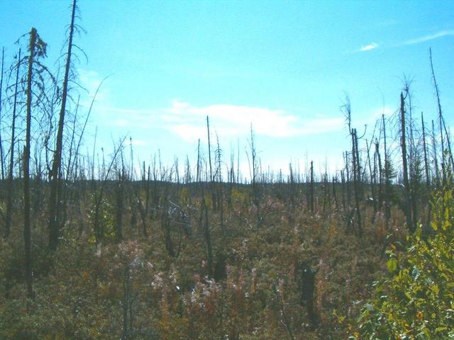 A view from the confluence of the burned forest