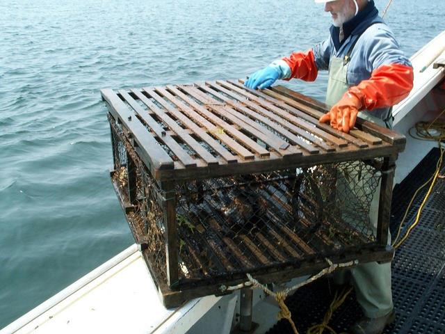 Pulling a lobster trap