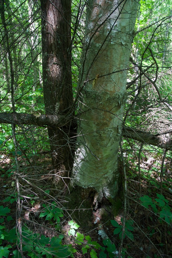 The confluence point lies at the base of these two conjoined trees, of different species