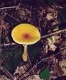 #4: mushroom