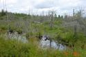 #7: Half-way there we encountered a swamp