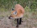 #8: Friendly fox