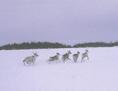 #6: Caribous en migration - Wandering caribous