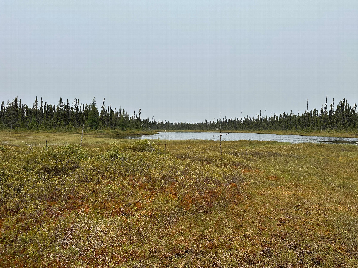 Looking north from the confluence point