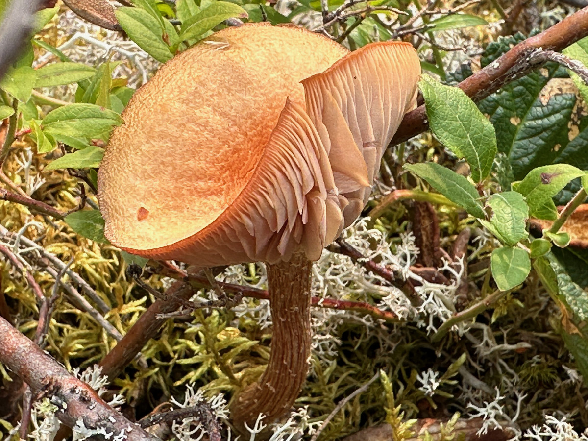 A mushroom along our walk