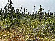 #5: Looking west from the confluence point