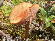 #9: A mushroom along our walk