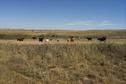 #10: Cows in a pasture 4 km southwest of the confluence.