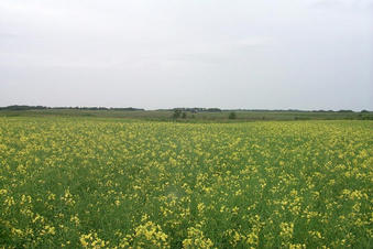#1: Looking north from the confluence point in a canola field.