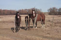 #10: Some friendly horses seen north of the confluence.