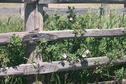 #9: Wild roses growing by corral fence.