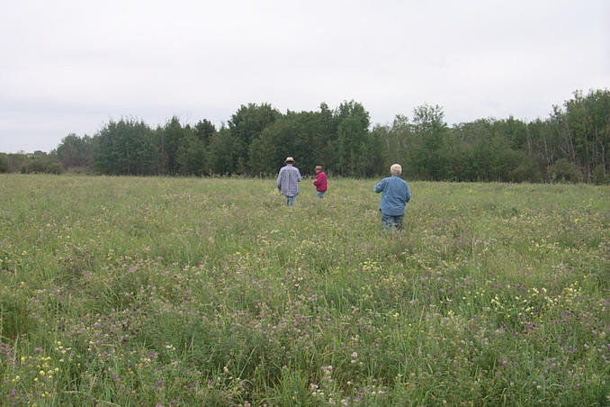 Walking south through an alfalfa field towards the confluence situated beyond the trees.
