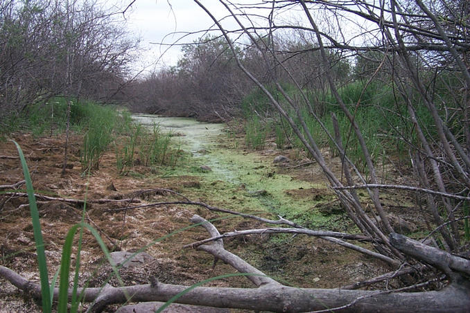 A green, slimy "creek" encountered along the route.
