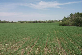 #1: Looking east.  Five steel grain bins can be seen in the distance on the right.