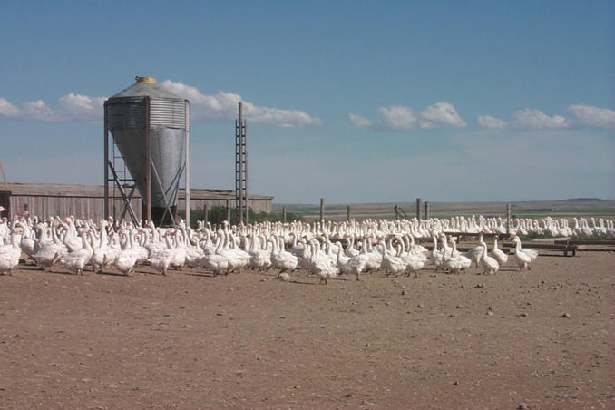 A few of the many geese on the Hutterite Colony.