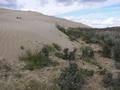 #10: These plants will be buried as winds shift the dunes East at 4 meters per year.